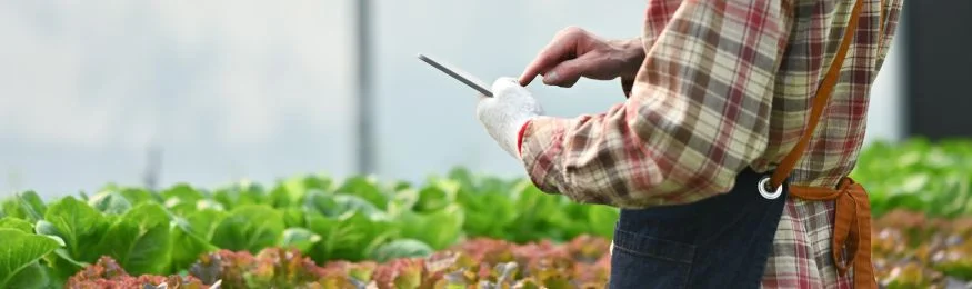 A grower in a greenhouse holding a stylus over beds of lettuce