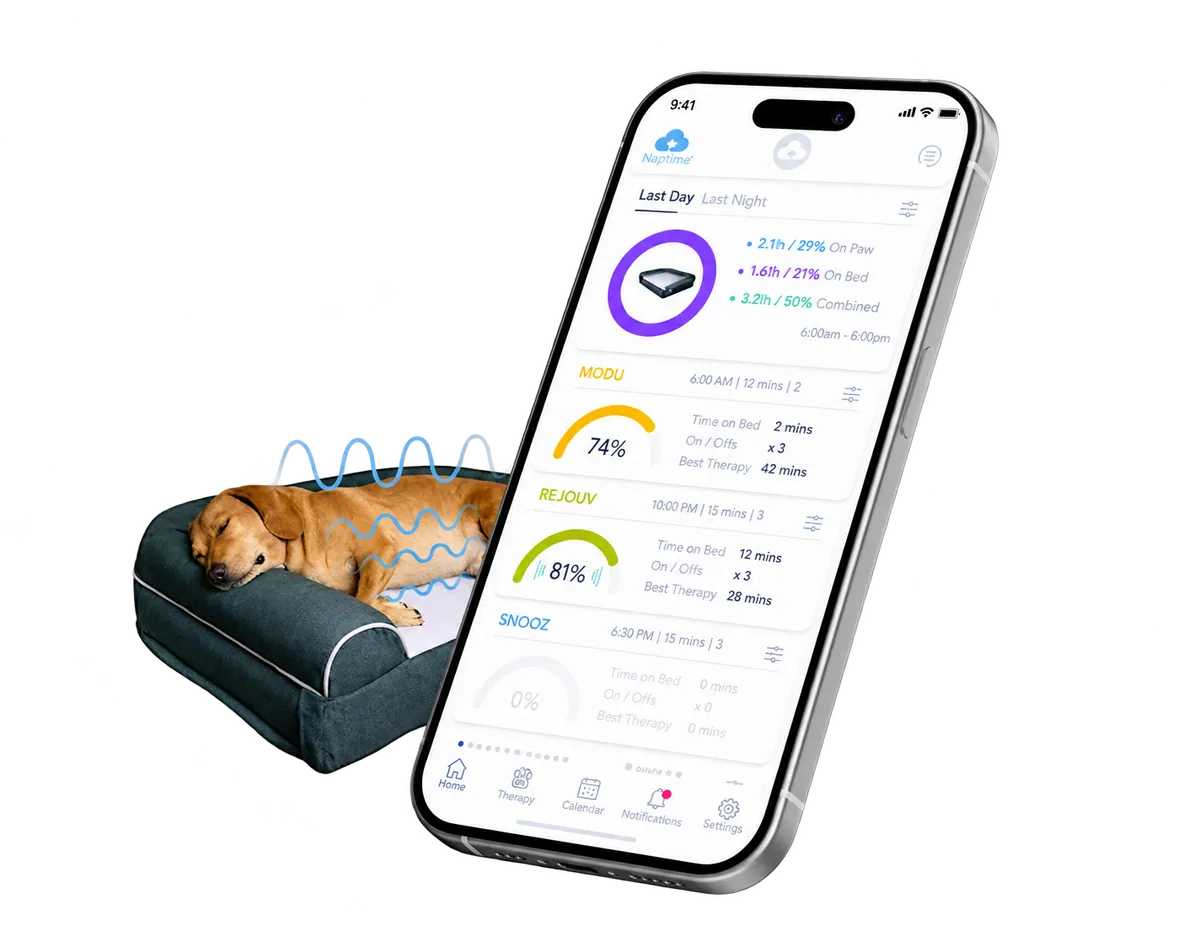 A dog asleep on the Dog Cloud massage bed beside a smartphone showing the owner app's daily summary and massage programs