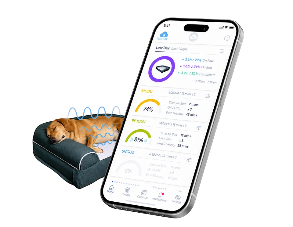 A dog asleep on the Dog Cloud massage bed beside a smartphone showing the owner app's daily summary and massage programs